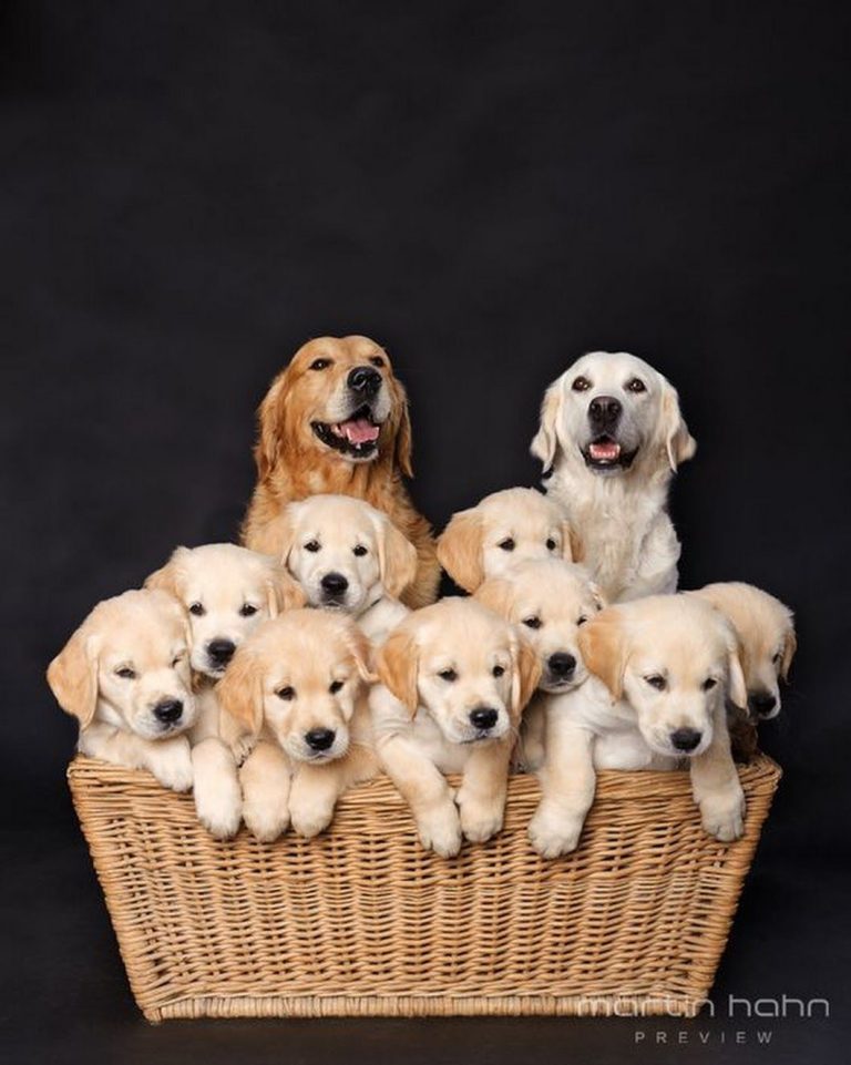 Can Dogs Eat Bananas And Live Along? What Are The Benefits of Feeding Dogs Bananas
