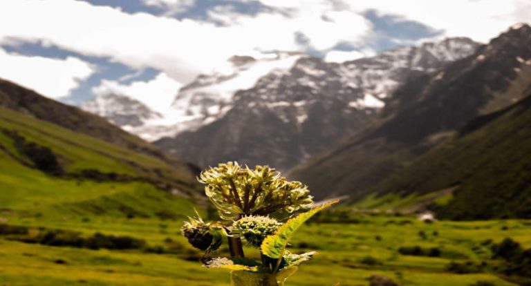 Phulara Ridge Trek   – Reasons to do