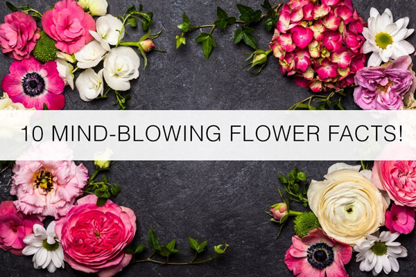 Some of the Fun and interesting flower facts