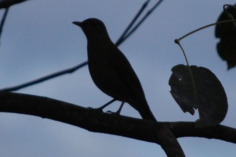 Discover the Urban Wildlife: Get to Know the Urban Dictionary Bird