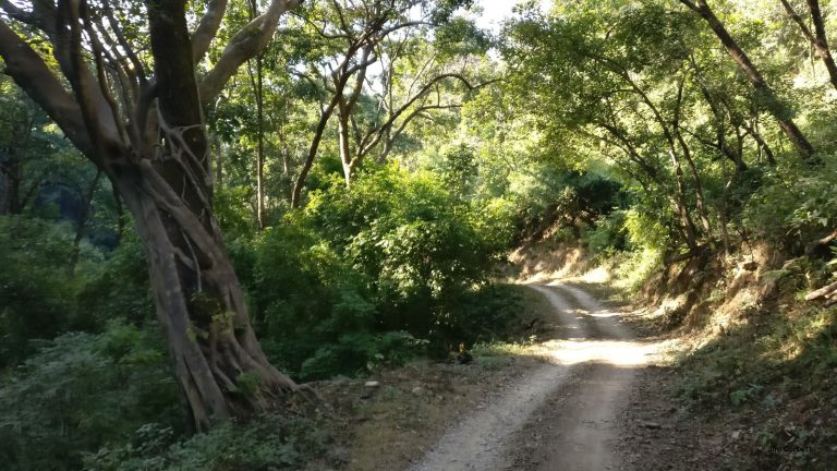 Detail Travel guide to Jim Corbett National Park: Plan your trip