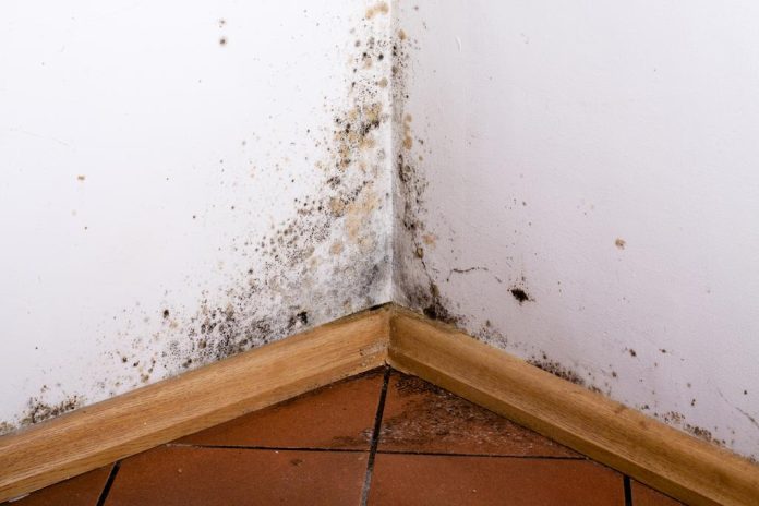 Mould in Gold Coast Homes
